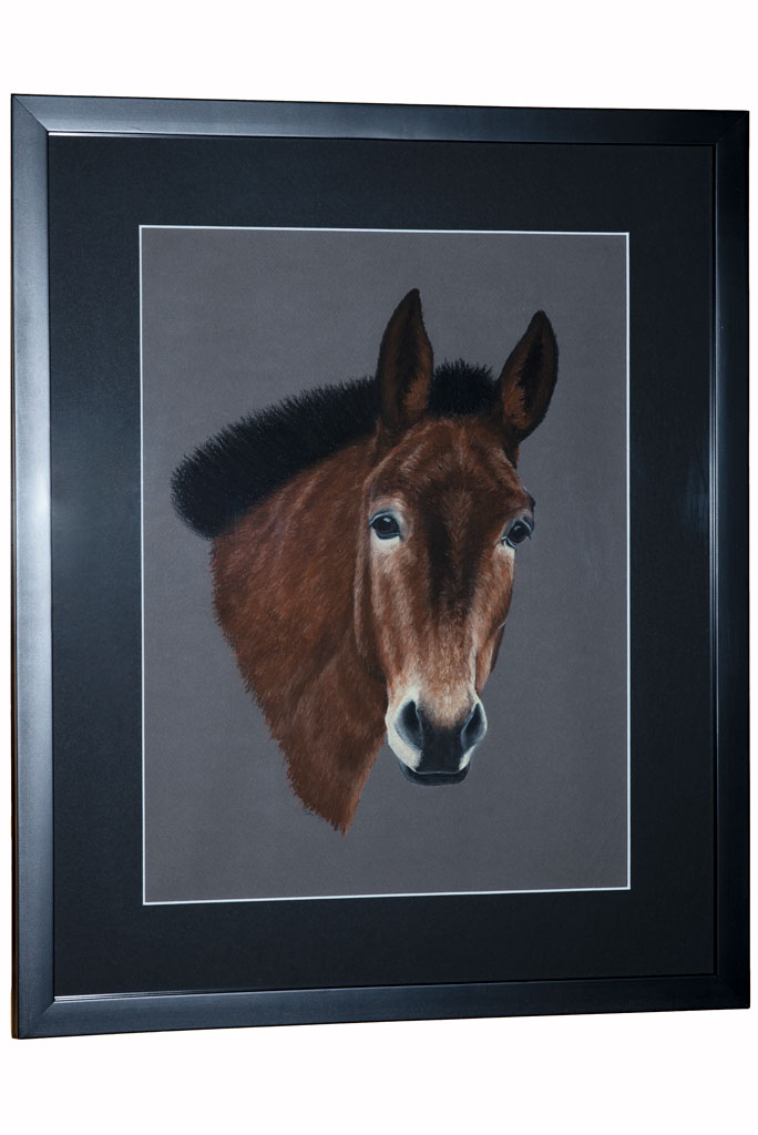 Pferdekopf Zeichnung nach Foto mit Pastellkreide