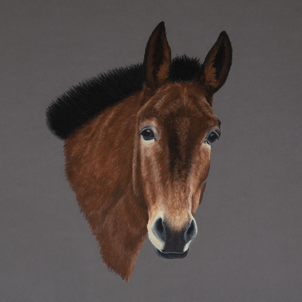 Pferdekopf Zeichnung nach Foto mit Pastellkreide